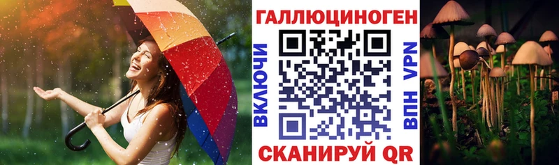 Галлюциногенные грибы Psilocybine cubensis  Алейск 